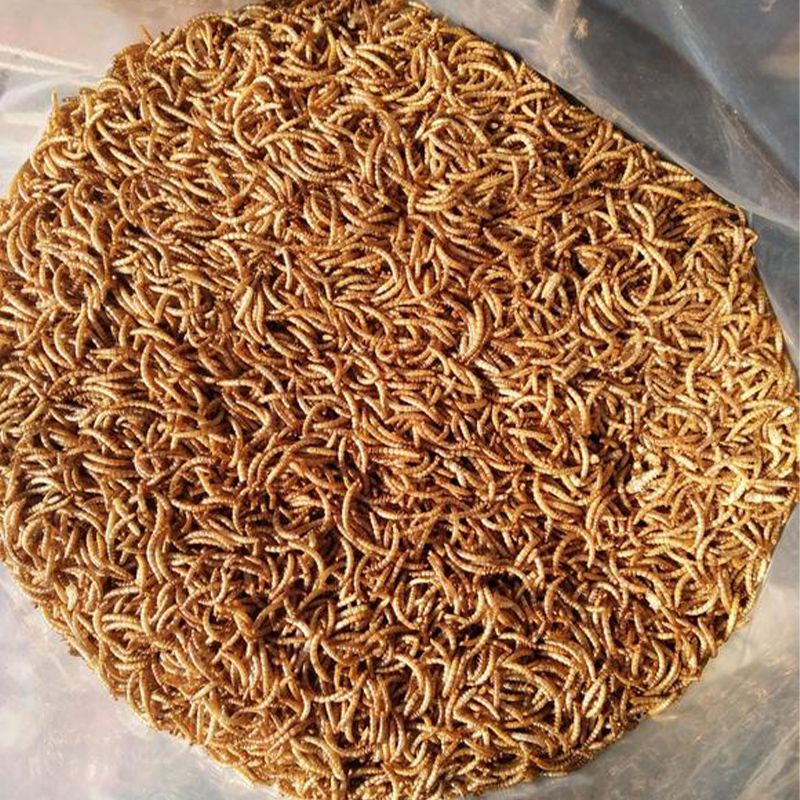 12.55 kg Dried Mealworms