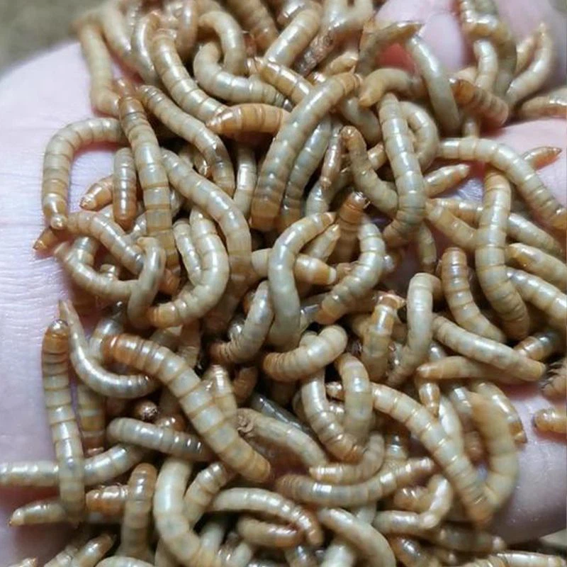 500g Dried Mealworms