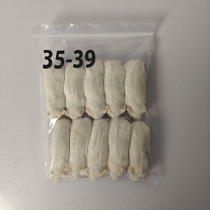 Arctic Mice Frozen Rats