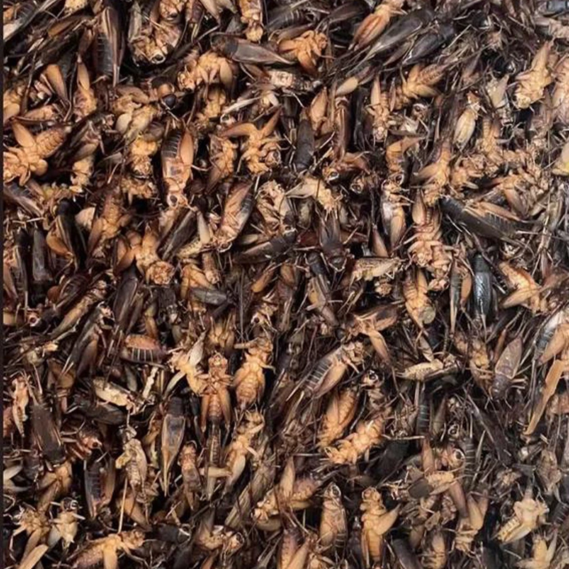 Grilos secos para comer