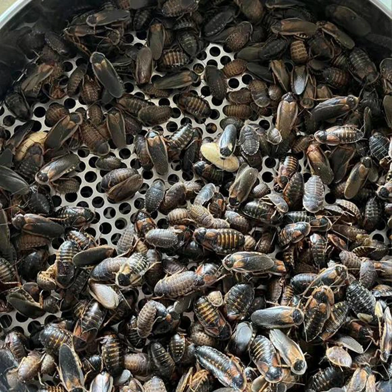 Dried Dubia Roaches