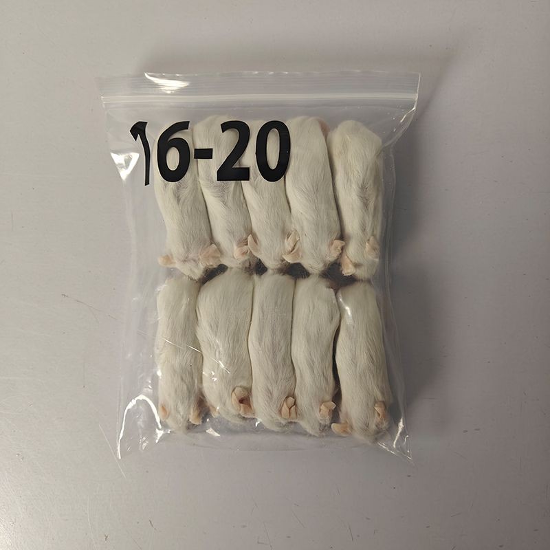 Frozen Rats For Snake