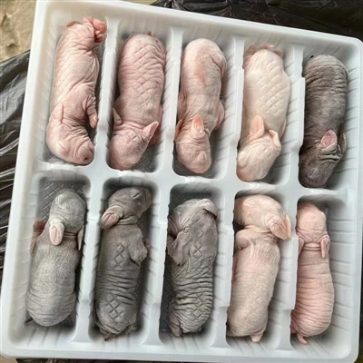 Quais são as características dos ratos congelados para cobras?