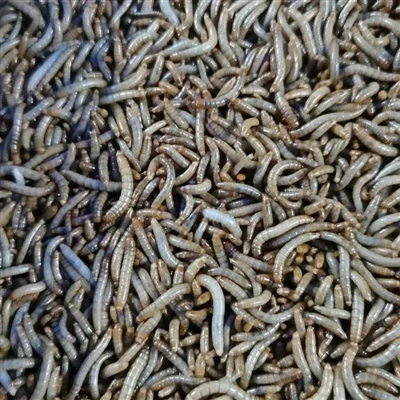 Gama de aplicação de lareiras de refeições secas para pássaros