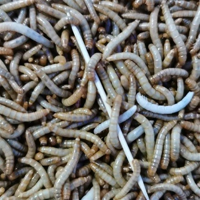 Alimentando galinhas com lareiras: pode promover a taxa de crescimento das ga...