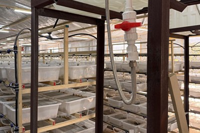 Quais são os benefícios de usar baratas Dubia para matar lagartos?