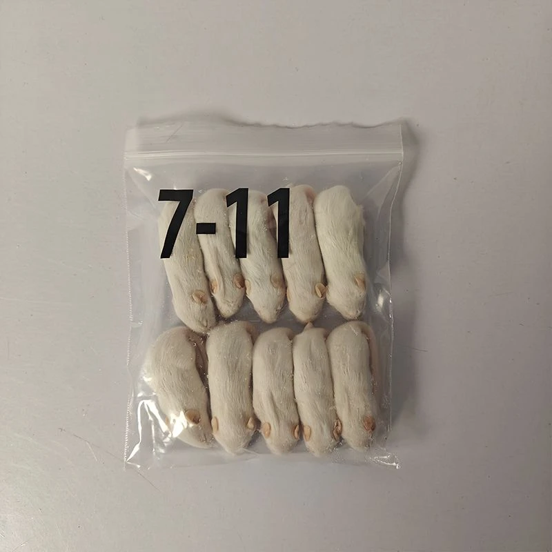 Pequenos ratos congelados para cobras