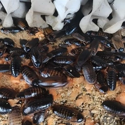 500 baratas de Dubia Médio