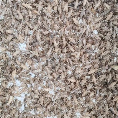 Crickets desidratados