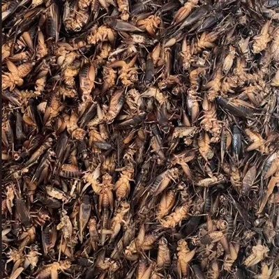Grilos secos para comer