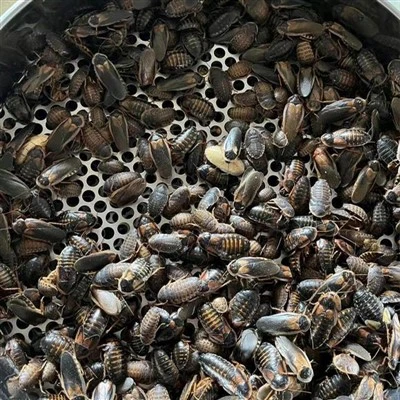Baratas secas de Dubia