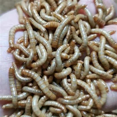 Lases de farinha seca para pássaros