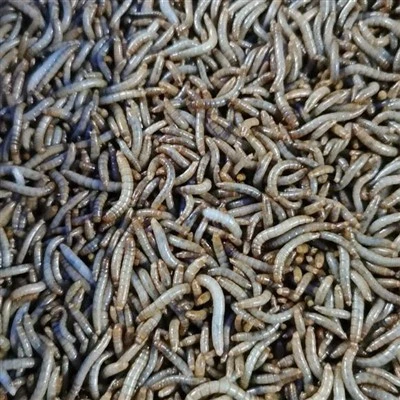 Meducas de refeições secas para pescar