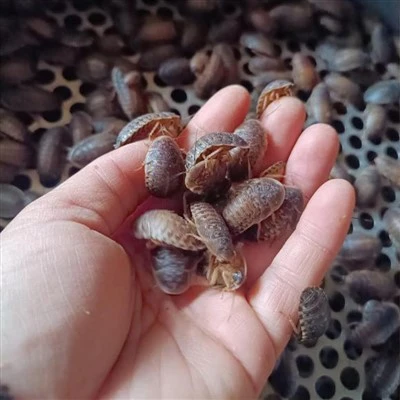 Baratas de Dubia para répteis