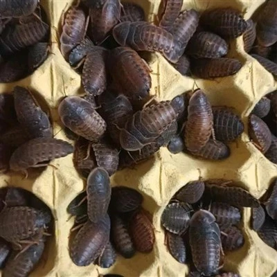 Baratas de Dubia extra grandes