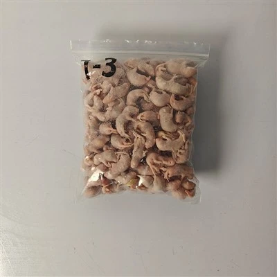 Ratos de filhotes congelados