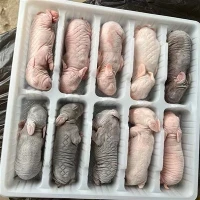 Coelhos congelados para comida de cobra