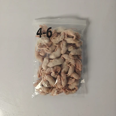 Pequeno rato branco