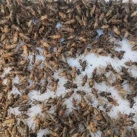 Pequenos grilos secos de congelamento