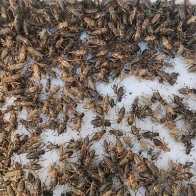 Pequenos grilos secos de congelamento