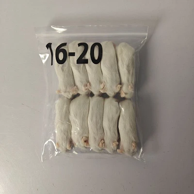 Pequenos ratos brancos